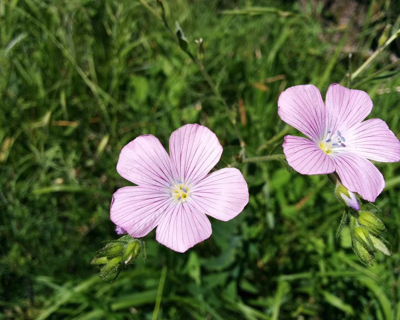 Linum viscosum